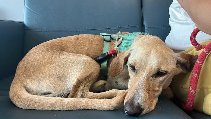 Hershey Animal Emergency Center Picture 9