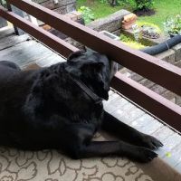 Animal Health Care Center ico