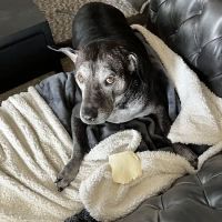 Hershey Veterinary Hospital ico