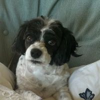 Mimnagh Edward M DVM ico