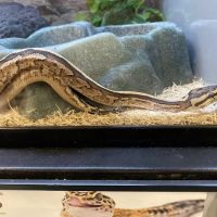 Petco ico