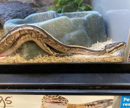 Petco