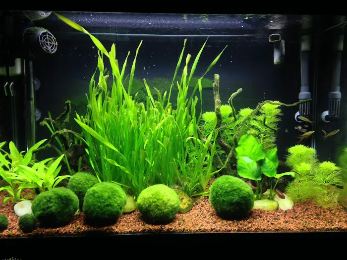 Aquarium Artistry LLC Picture 1