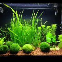 Aquarium Artistry LLC ico