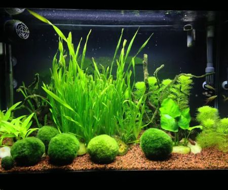 Aquarium Artistry LLC