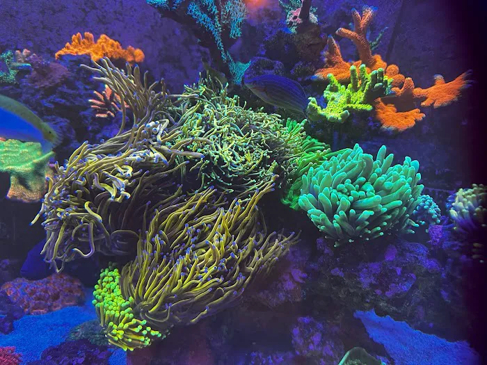 Aquarium Artistry LLC Picture 2