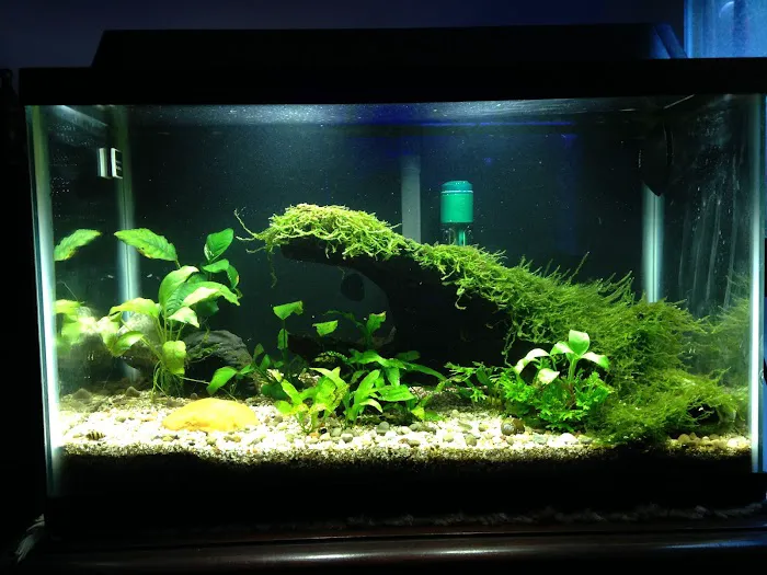 Aquarium Artistry LLC Picture 3
