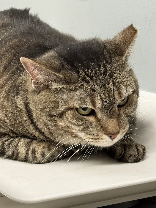 Animal Hospital of Dauphin County Picture 8