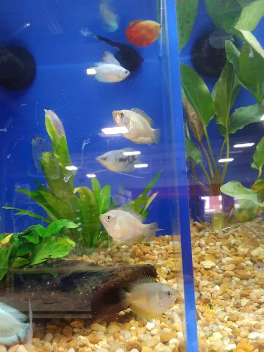 Pet Supermarket Picture 4