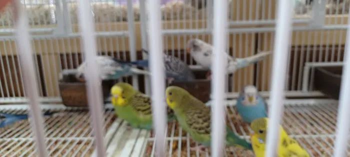 Pet Supermarket Picture 6