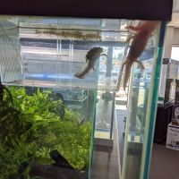 Optimum Aquarium ico
