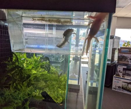 Optimum Aquarium