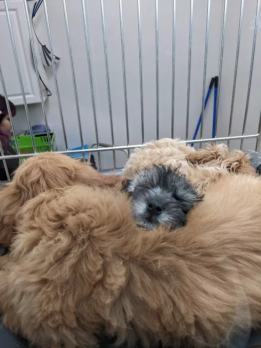 Petland Kennesaw Picture 3