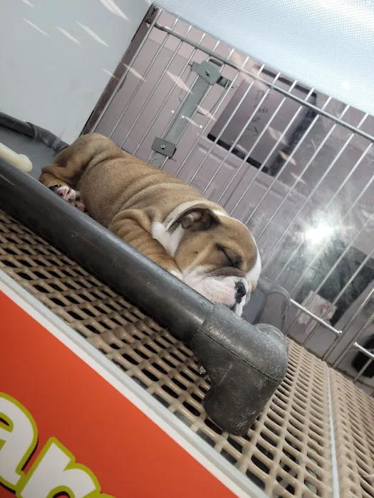 Petland Kennesaw Picture 7