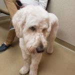 Londonderry Animal Hospital
