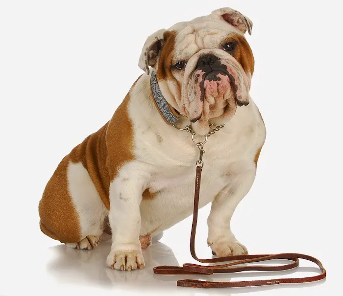 Londonderry Animal Hospital Picture 7