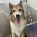 Mountain Shadow Veterinary Hospital