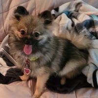 Anthracite Animal Clinic ico