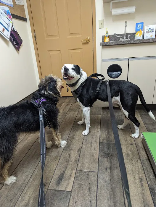 Anthracite Animal Clinic Picture 6