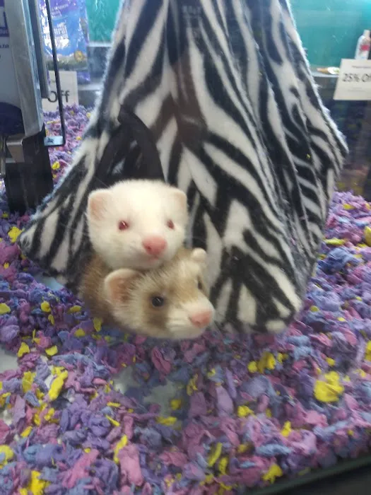 Pet Supermarket Picture 1
