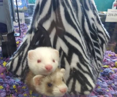 Pet Supermarket