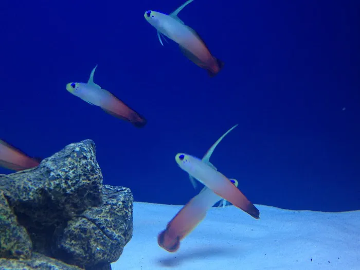 Off The Hook Marine Fish Picture 2