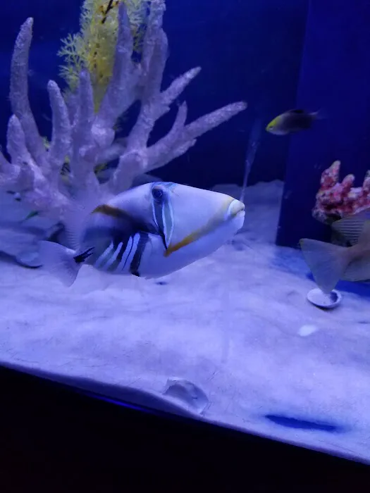 Off The Hook Marine Fish Picture 7