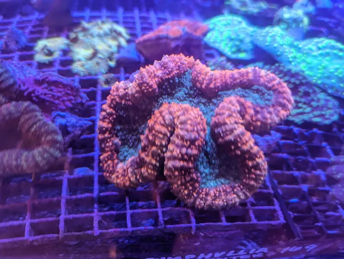 Off The Hook Marine Fish Picture 10