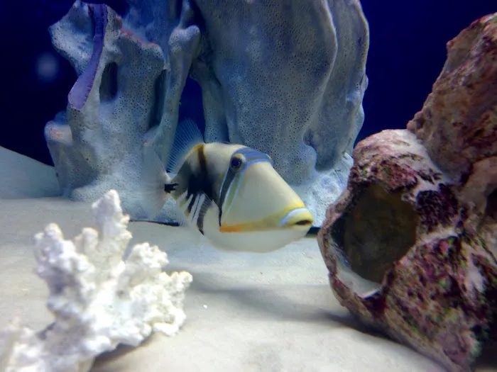 Off The Hook Marine Fish Picture 1