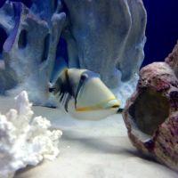 Off The Hook Marine Fish ico