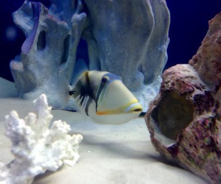 Off The Hook Marine Fish