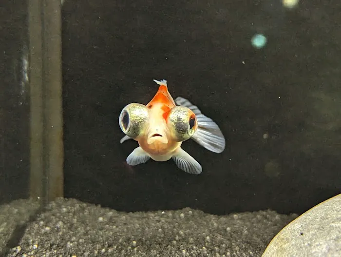 Off The Hook Marine Fish Picture 3