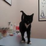 Companion Animal Hospital & Avian/Exotic Clinic