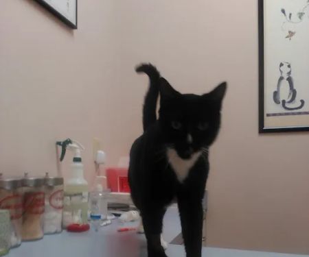 Companion Animal Hospital & Avian/Exotic Clinic