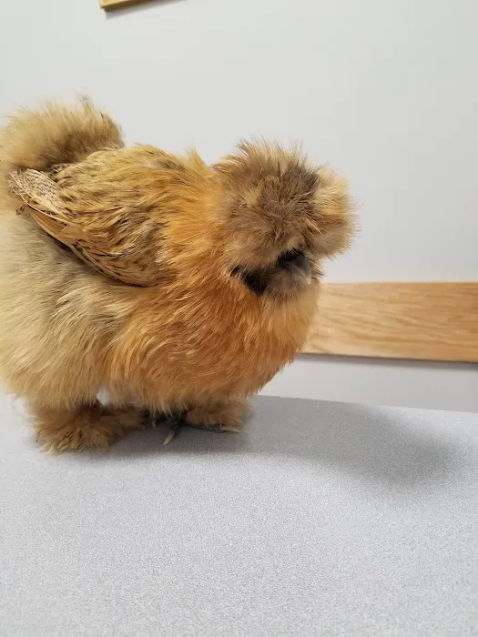 Companion Animal Hospital & Avian/Exotic Clinic Picture 8