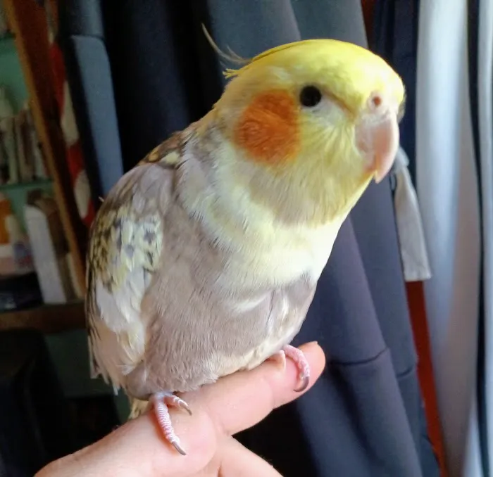 Companion Animal Hospital & Avian/Exotic Clinic Picture 3