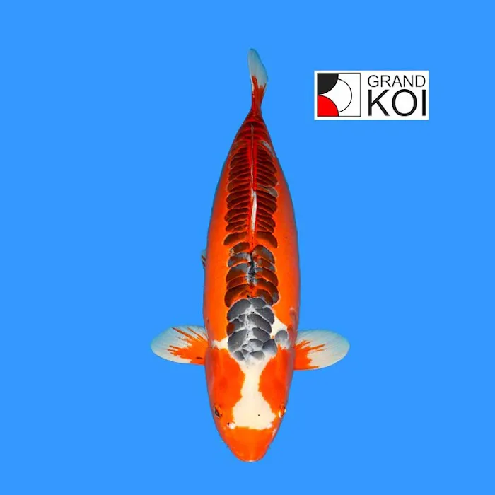 Grand Koi Picture 2