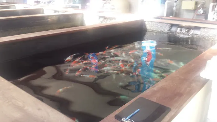 Grand Koi Picture 1