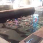 Grand Koi