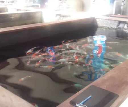 Grand Koi