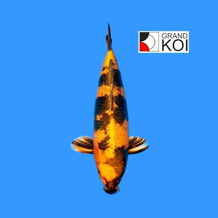 Grand Koi Picture 8