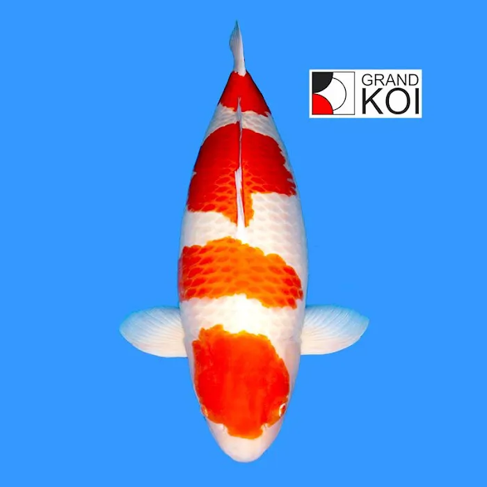 Grand Koi Picture 9