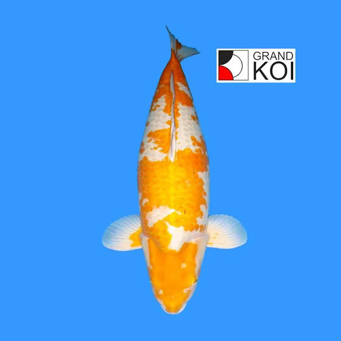Grand Koi Picture 3