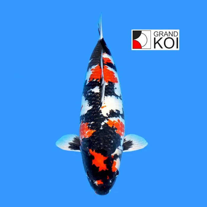 Grand Koi Picture 10