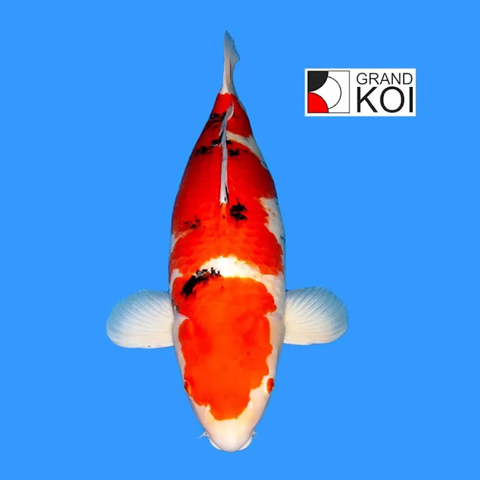 Grand Koi Picture 6