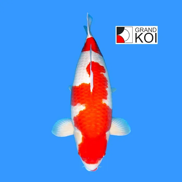 Grand Koi Picture 7