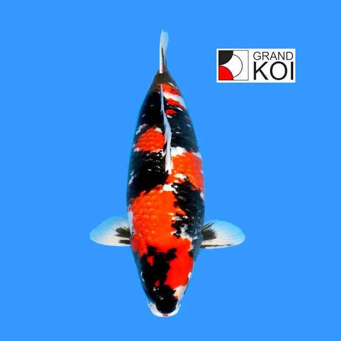 Grand Koi Picture 4