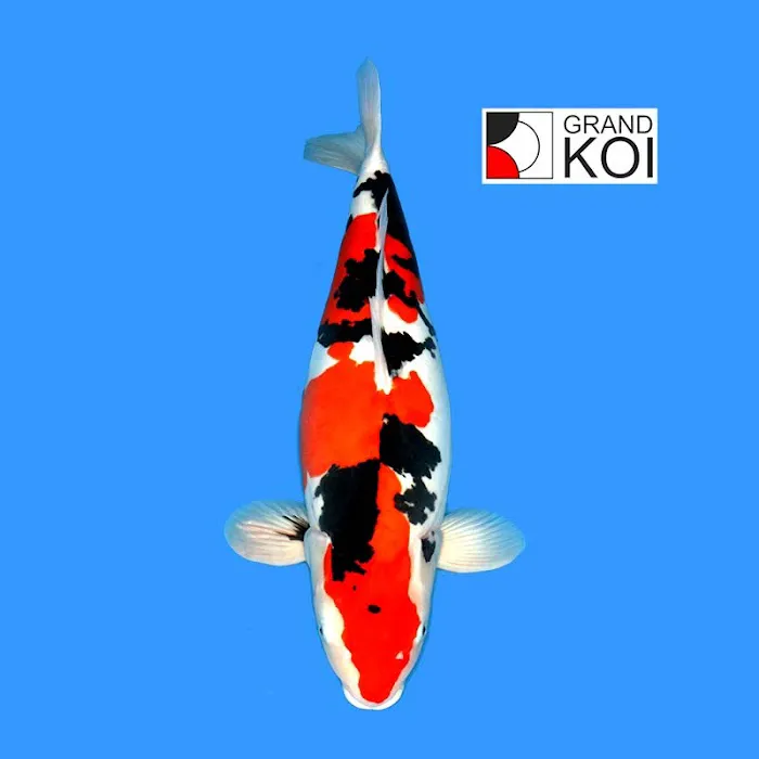Grand Koi Picture 5