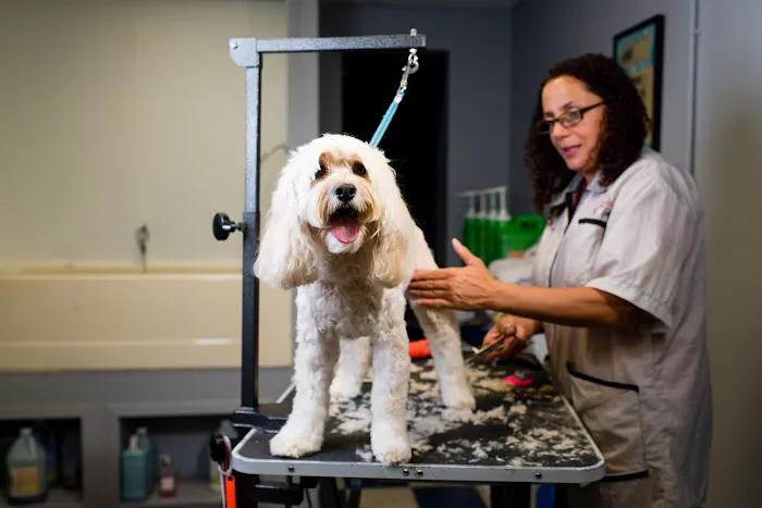 Veterinary Center of Morris County Picture 8