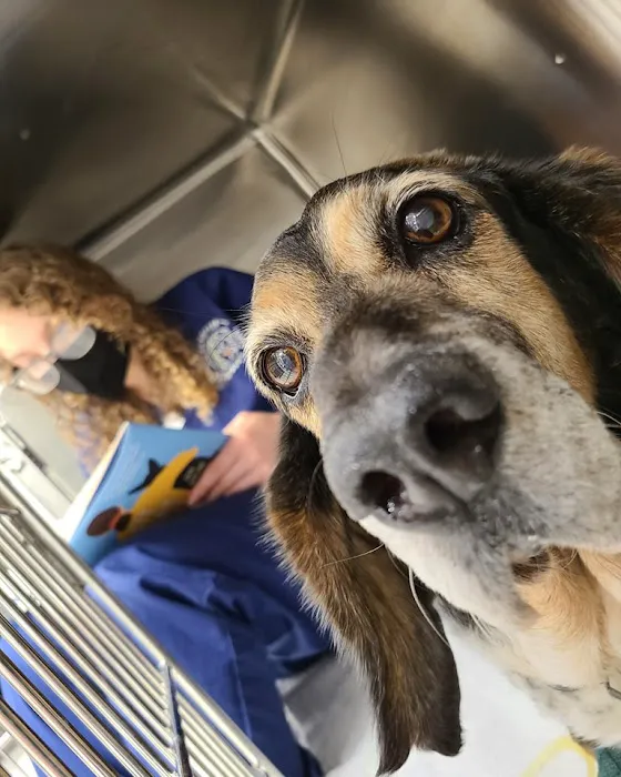 Devotion Veterinary Care Picture 3